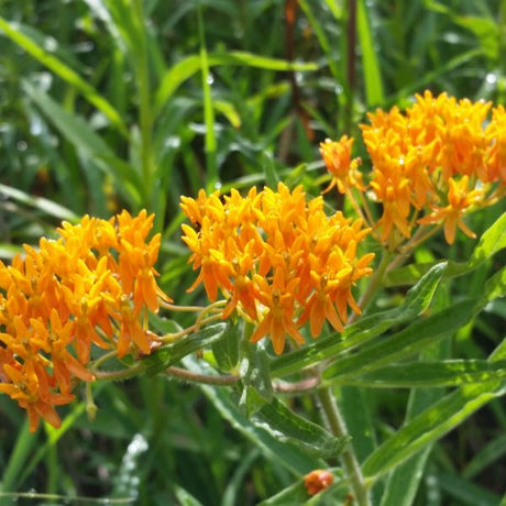 Butterfly Weed Plant