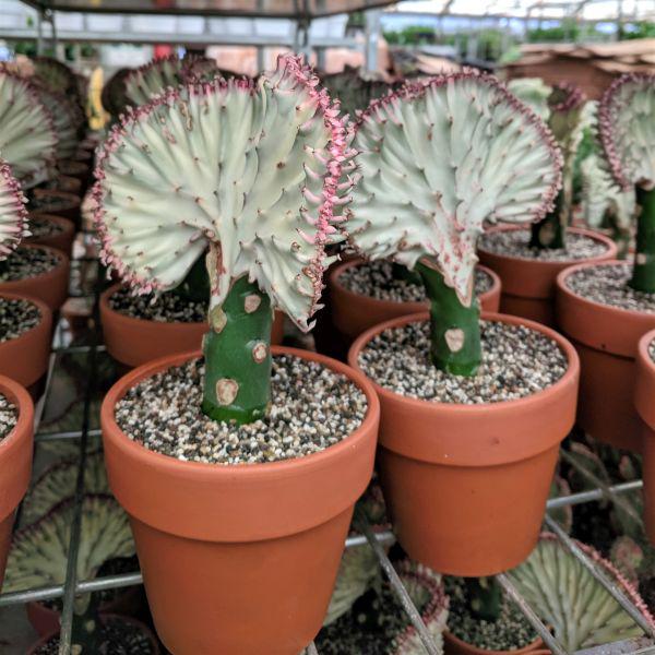 Crested Cactus