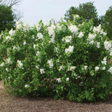 Bloomables&reg; New Age&trade; White Lilac