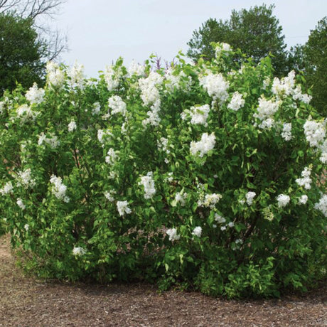 Bloomables&reg; New Age&trade; White Lilac