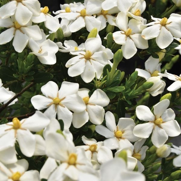 Snow Girl&trade; Gardenia