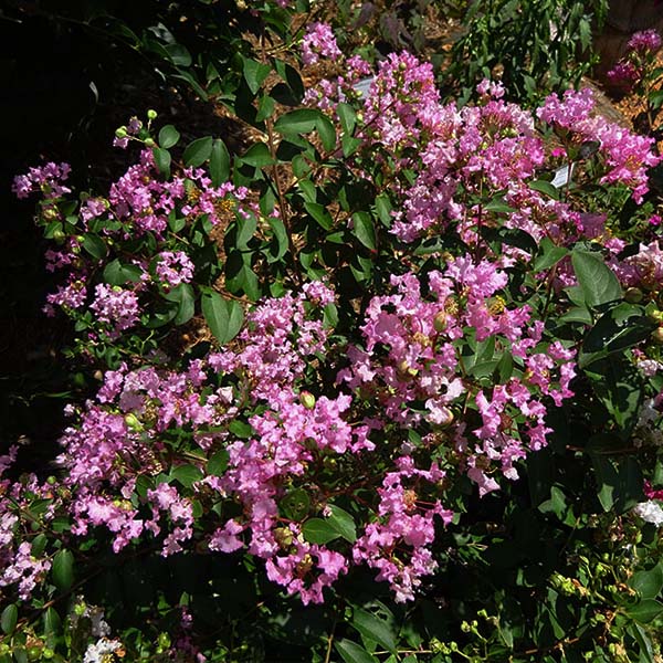 GreatMyrtle&trade; Cotton Candy Crape Myrtle Shrub