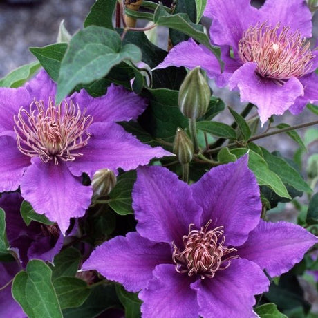 Bijou Clematis