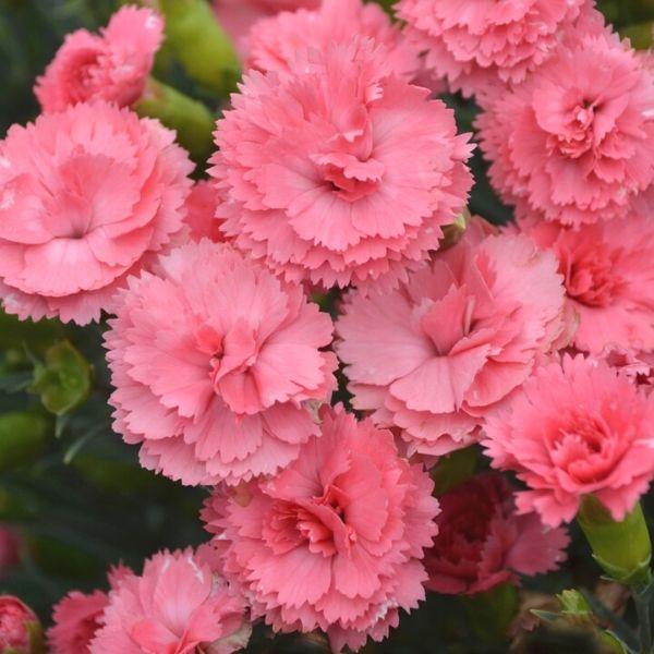 Dianthus Classic Coral