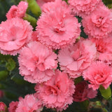 Dianthus Classic Coral