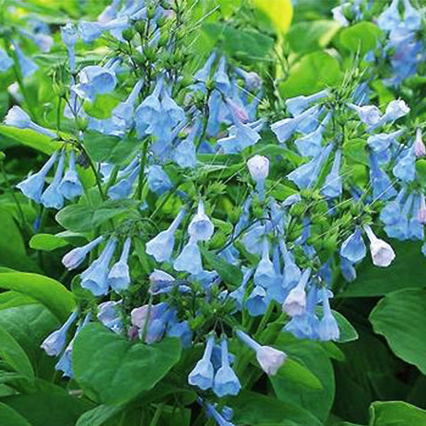 Virginia Bluebell