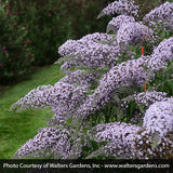 Grand Cascade Butterfly Bush