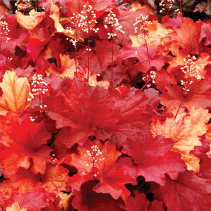 Rio Coral Bells