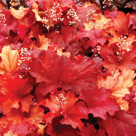 Rio Coral Bells