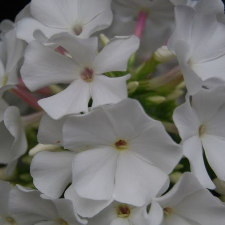 Phlox Flame White