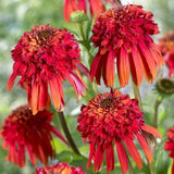 Hot Papaya Coneflower