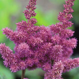 Visions Astilbe