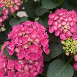 Cityline&reg; Paris Bigleaf Hydrangea