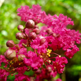 Pink Crape Myrtle Shrub