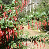 Fuchsia Flowering Gooseberry Bush