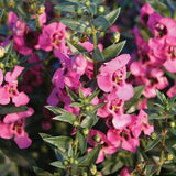 Angelonia Angelface Pink