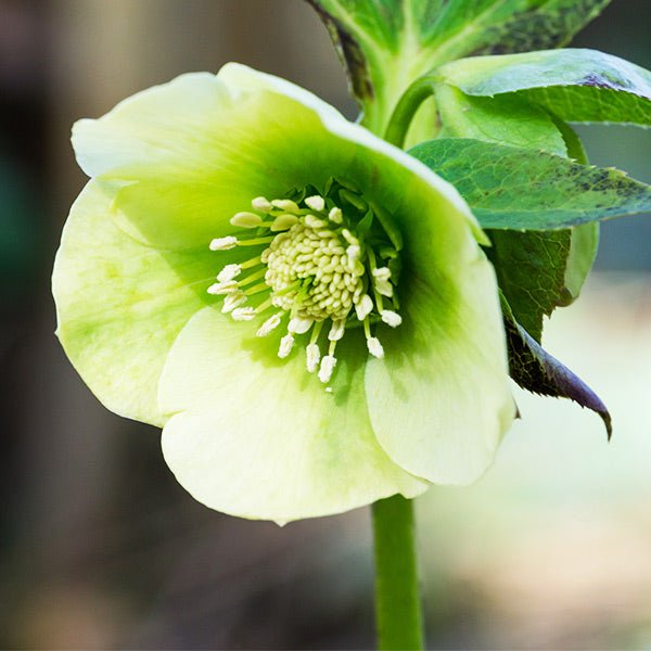 FrostKiss™ Moondance® Lenten Rose | Buy at NatureHills.com
