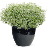 Diamond Frost&reg; Euphorbia