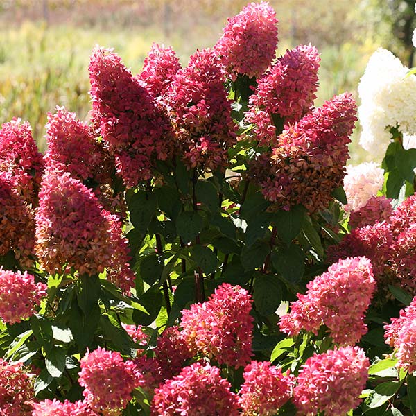 Zinfin Doll&reg; Panicle Hydrangea