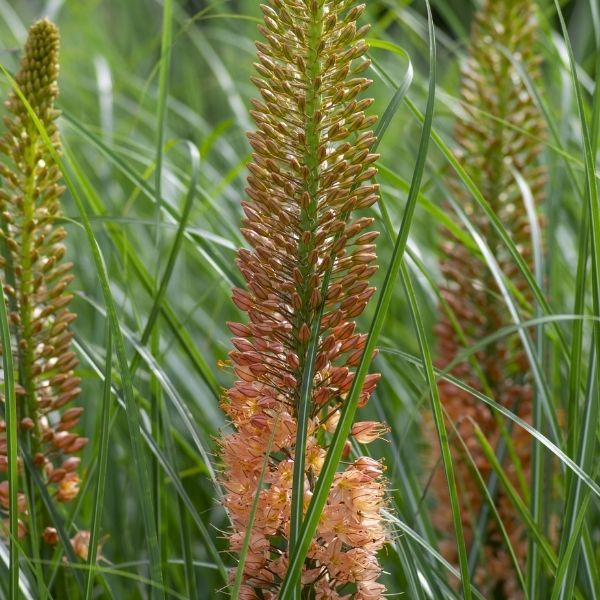 Cleopatra Foxtail Lily