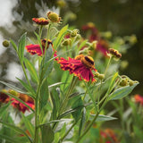 Burgundy Gaillardia