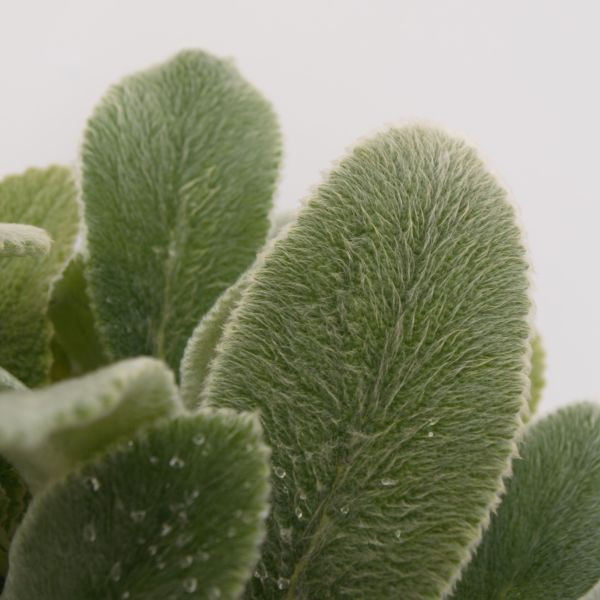 Silver Carpet Lambs Ear