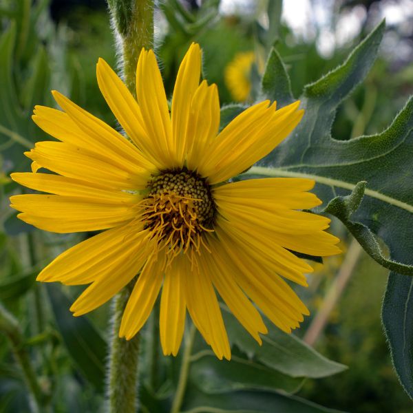 Compass Plant