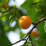 Royal Apricot Tree