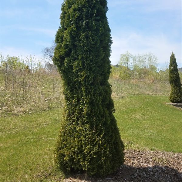 Pyramidalis Arborvitae