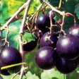 Southern Home Muscadine Hybrid Grape Vine