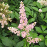 Rheinland Astilbe