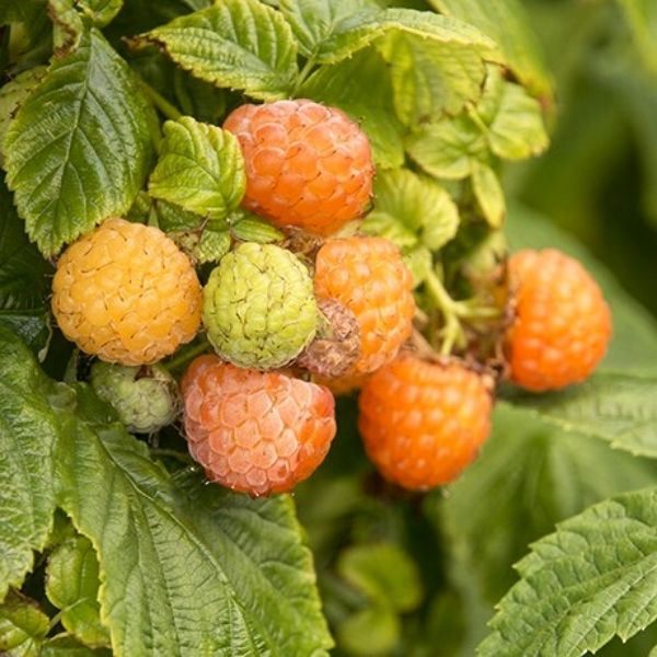 Fall Gold Raspberry Bush