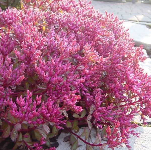 Voodoo Sedum