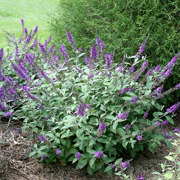 Proven Winners&reg; ColorChoice&reg; Lo & Behold&reg; Blue Chip Jr. Butterfly Bush