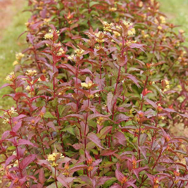 Kodiak&reg; Red Bush Honeysuckle