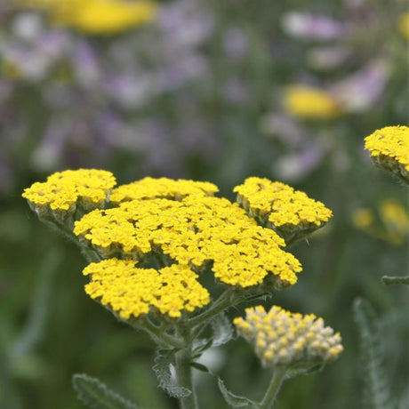 Woolly Yarrow