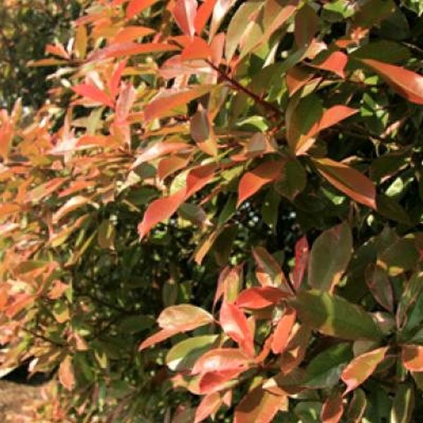 Pink Marble&reg; Photinia