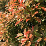 Pink Marble&reg; Photinia