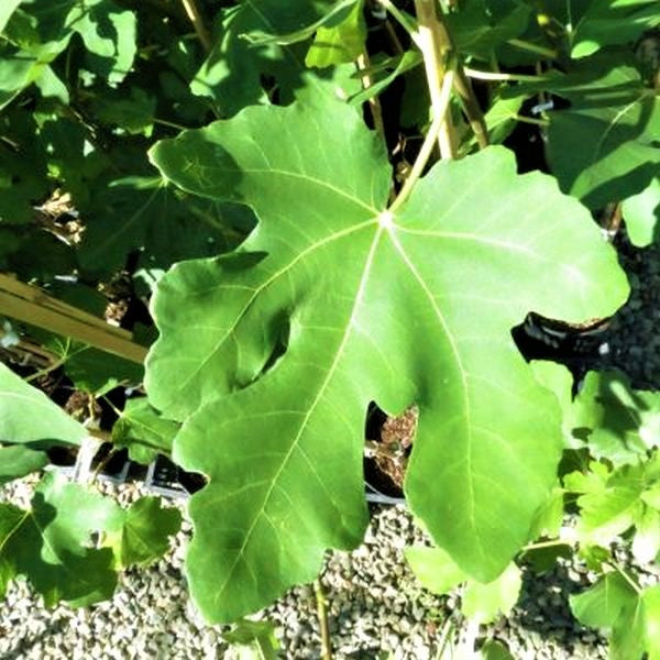 Black Jack Fig Tree