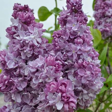 Katherine Havemeyer Lilac