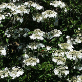 Spring Lace&trade; Viburnum