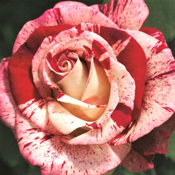 Rock & Roll&trade; Grandiflora Rose