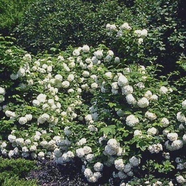 Eastern Snowball Viburnum