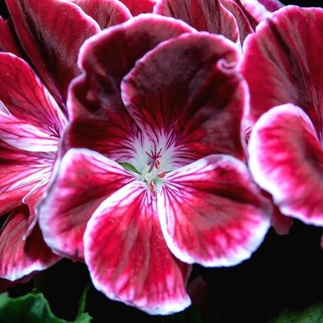 Elke Cranesbill Geranium