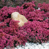 SUNSPARKLER&reg; Dazzleberry Sedum