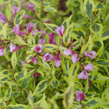 Proven Winners® Bubbly Wine® Weigela