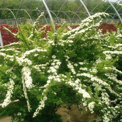 Snowmound Spirea