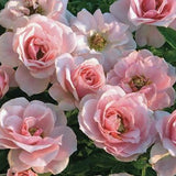 Sweet Sunblaze&reg; Rose