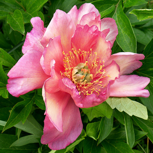 Julia Rose Itoh Peony