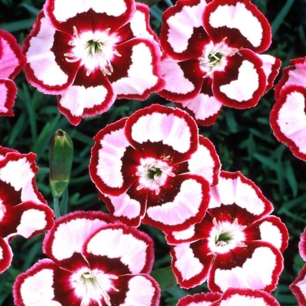 Dianthus Raspberry Swirl